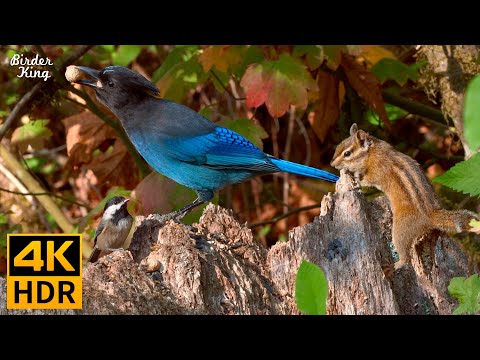 Видео: КОШКА ТВ 😺 Милые Птицы и Белки Осенью 🐦🐿 8 Часов (4K HDR)
