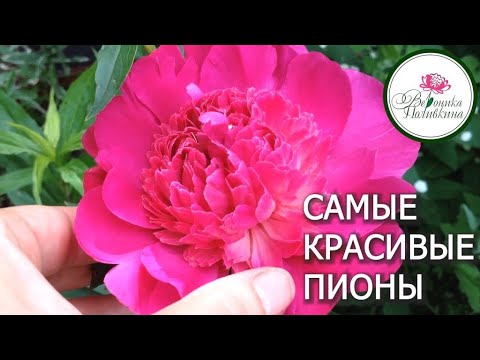 Видео: Самые красивые пионы
