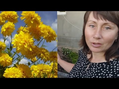 Видео: ВИСАДКА НОВИНОК: ПіРАКАНТА, ПУХИРОПЛіДНИК, ВЕЙГЕЛА, МОХіТО!