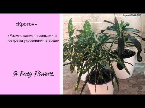 Видео: КРОТОН, РАЗМНОЖЕНИЕ черенками и секреты УКОРЕНЕНИЯ В ВОДЕ.