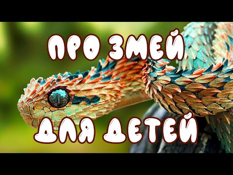 Видео: Про змей для детей | Развивающие видео для малышей | дикие животные - карточки Домана
