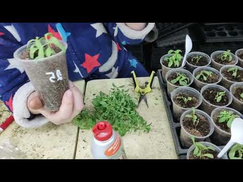 Видео: обрезка калибрахоа