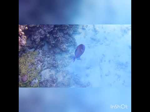 Видео: Шикарный красавец! Огромный голубой псевдобалист! Park Regency Sharm El Sheikh Resort. 