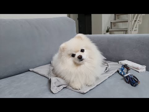 Видео: Собаки выпрашивают лакомства 