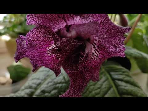 Видео: Цветение стрептокарпусов, сентябрь 2021г.