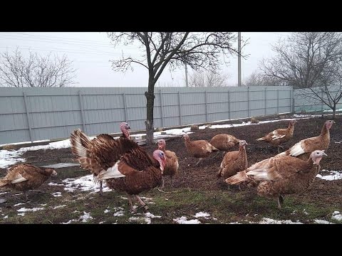 Видео: ЭТА ПТИЦА НА ВЕС ЗОЛОТА! ДОХОД КРУГЛЫЙ ГОД ЖИВОЙ ИНКУБАТОР И ВКУСНОЕ МЯСО ВЫ МНОГОГО НЕ ЗНАЛИ О НИХ