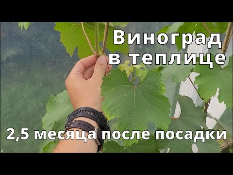 Видео: Виноград в теплице.  2,5 месяца после посадки
