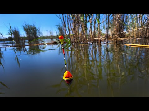 Видео: Рыбалка на ПОПЛАВОК с лодки в зарослях камыша