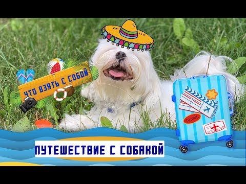 Видео: СОБИРАЕМСЯ В ПУТЕШЕСТВИЕ С СОБАКОЙ/ЧТО ВЗЯТЬ?/ОФОРМЛЕНИЕ ДОКУМЕНТОВ