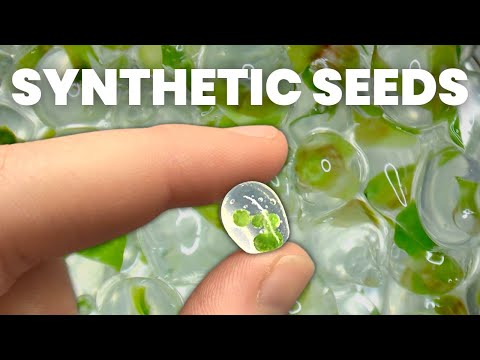Видео: Как вырастить ЛЮБОЕ растение из семян