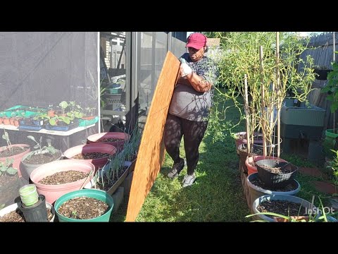 Видео: Выполнение проектов в саду. #Теплица #Пол