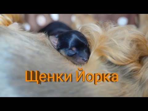 Видео: Щенки Йорка. Первые дни жизни.