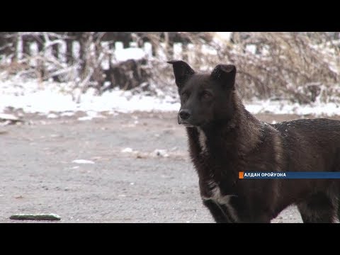 Видео: Самые громкие случаи нападения собак на людей в Якутии