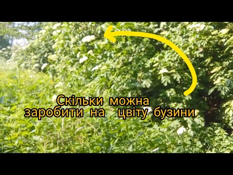 Видео: Скільки можна заробити на світові бузини