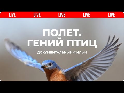 Видео: Полет: гений птиц. Документальный фильм | Мифы эволюции 🔴 Live