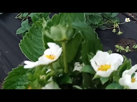 Видео: Що роблю з 🍓полуницею🍓постійного плодоношення 