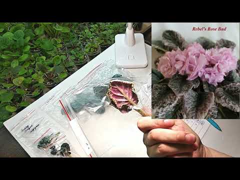 Видео: Распаковка посылки с фиалками #3)