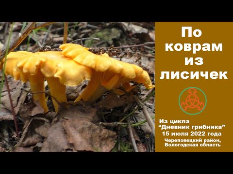 Видео: По коврам из лисичек. Дневник грибника 15 июля 2022 года.