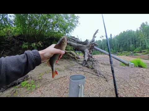 Видео: Осенняя рыбалка на окуня - настоящая рыбалка от первого лица