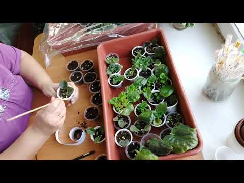 Видео: Оранжерея в квартире.ЭТО НЕ СТРАШНО!!!Отсаживаем мини деточек