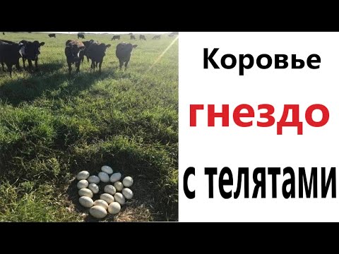 Видео: Приколы! КОРОВЬЕ ГНЕЗДО С ТЕЛЯТАМИ! Смешные видео - Доми шоу!