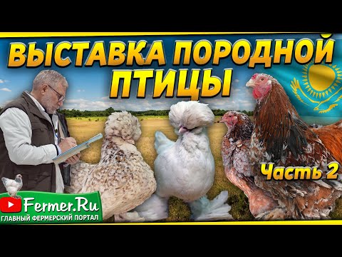 Видео: Вот это красота! Кохинхин|султанки|бентамки|ко шамо|серама. Разные породы кур. Мнение судьи по курам