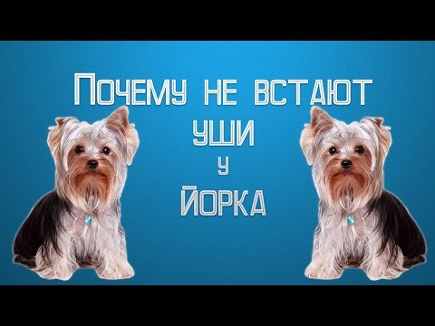 Видео: Не встают уши у йорка | Когда у йорка встают уши.