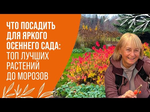 Видео: ЧТО ПОСАДИТЬ ДЛЯ ЯРКОГО ОСЕННЕГО САДА: ТОП ЛУЧШИХ РАСТЕНИЙ ДО МОРОЗОВ
