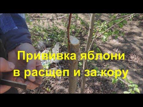 Видео: Прививка яблони способами "в расщеп" и "за кору". Inoculation of apple trees