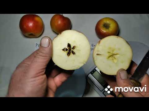 Видео: Яблука Райка Чеська(Імунна), Рубін Чеський та Богемія.