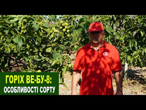 Видео: №186 Горіх Ву-Бу-8 - низькрослий середньо-пізній сорт. Його особливості