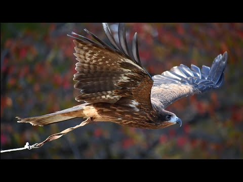 Видео: #Картина #Репина #видеонаблюдение