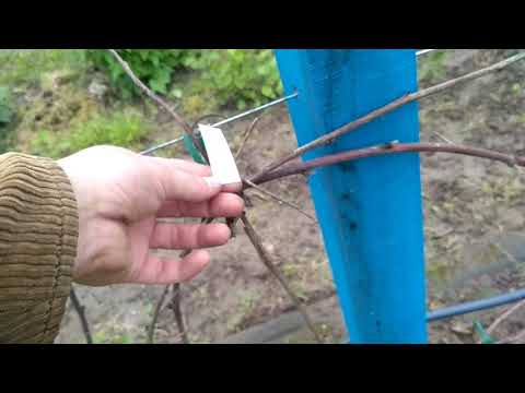 Видео: Как перезимовала ежевика без укрытия на зиму?