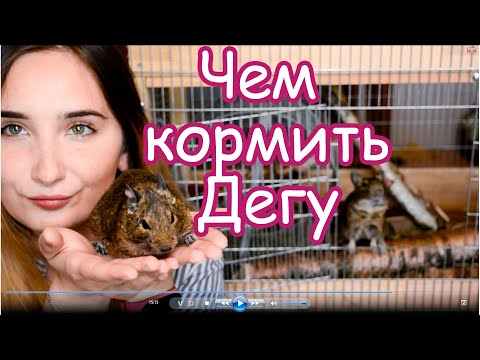 Видео: Чем кормить дегу? + У Дегу появилась плешь