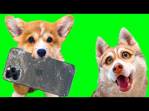 Видео: ЩЕНОК КОРГИ СОЖРАЛ АЙФОН 12!! (Хаски Бублик) Говорящая собака Mister Booble