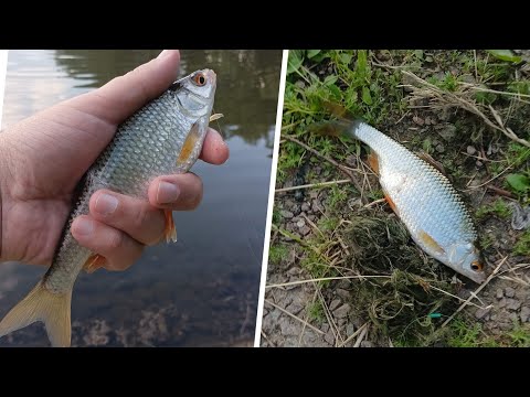 Видео: Осваиваю Херабуну, и тест UL телескопа