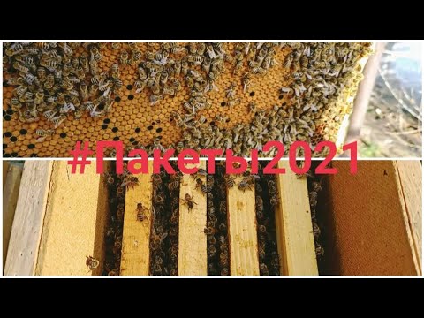 Видео: Купили пчелопакеты из Ивано-Франковск Карпатская порода #пчелопакеты2021