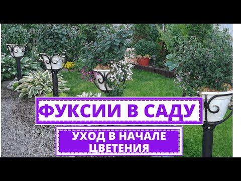 Видео: ФУКСИЯ правильный  уход в жару. Начало цветения ИЮНЬ