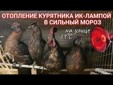Видео: Отопление курятника ИНФРАКРАСНОЙ ЛАМПОЙ в сильные морозы