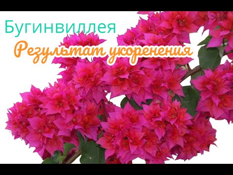 Видео: Бугенвиллея.Результат укоренения. Попробуйте и вы!👍