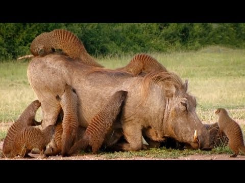 Видео: 5 Невероятных симбиозов животных