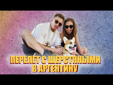 Видео: Переезд  в Аргентину 2024 с котом и собакой