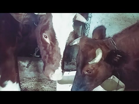 Видео: Торгую на рынке , пора доставать валенки ❄