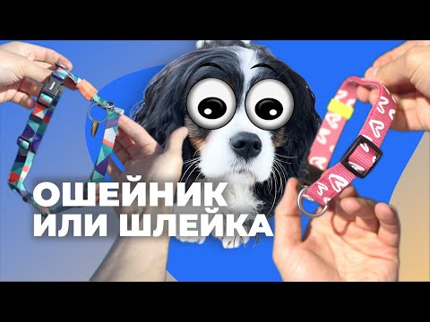 Видео: Что выбрать: ошейник или шлейка? 🐕 Полный разбор амуниции