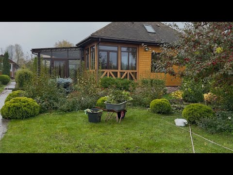 Видео: Начинаю обрезку роз.🌹Как буду обрезать , как буду укрывать 08.10.25