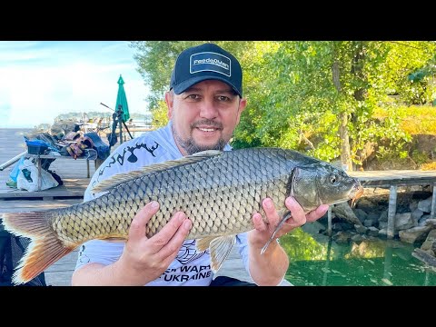 Видео: Ловимо сазанів та карасів на фідер. 30 кг за добу. Краща рибалка сезону.4К