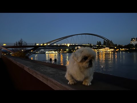 Видео: Мост Трёх Стран! Прогулка к месту где сходятся границы Швейцарии, Франции и Германии! Город Базель😍