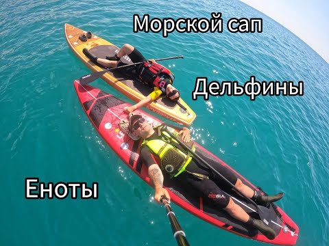 Видео: Морской САП, встреча с дельфинами, нападение енотов...