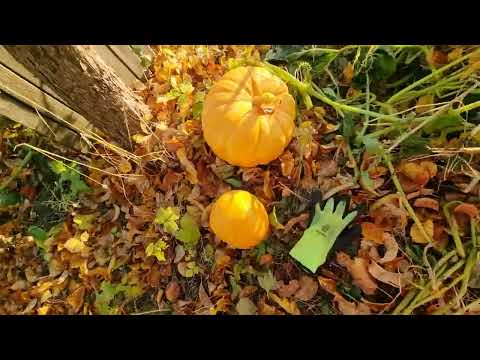 Видео: 4399 Дачная физкультура в мороз. Dacha exercise in the cold.