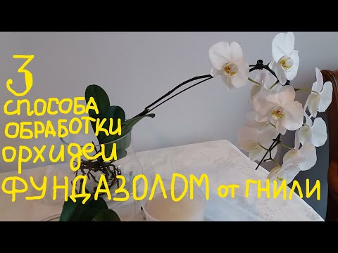 Видео: ЛЕЧЕНИЕ ОРХИДЕИ ОТ ЧЁРНОЙ ГНИЛИ ФУНДАЗОЛОМ